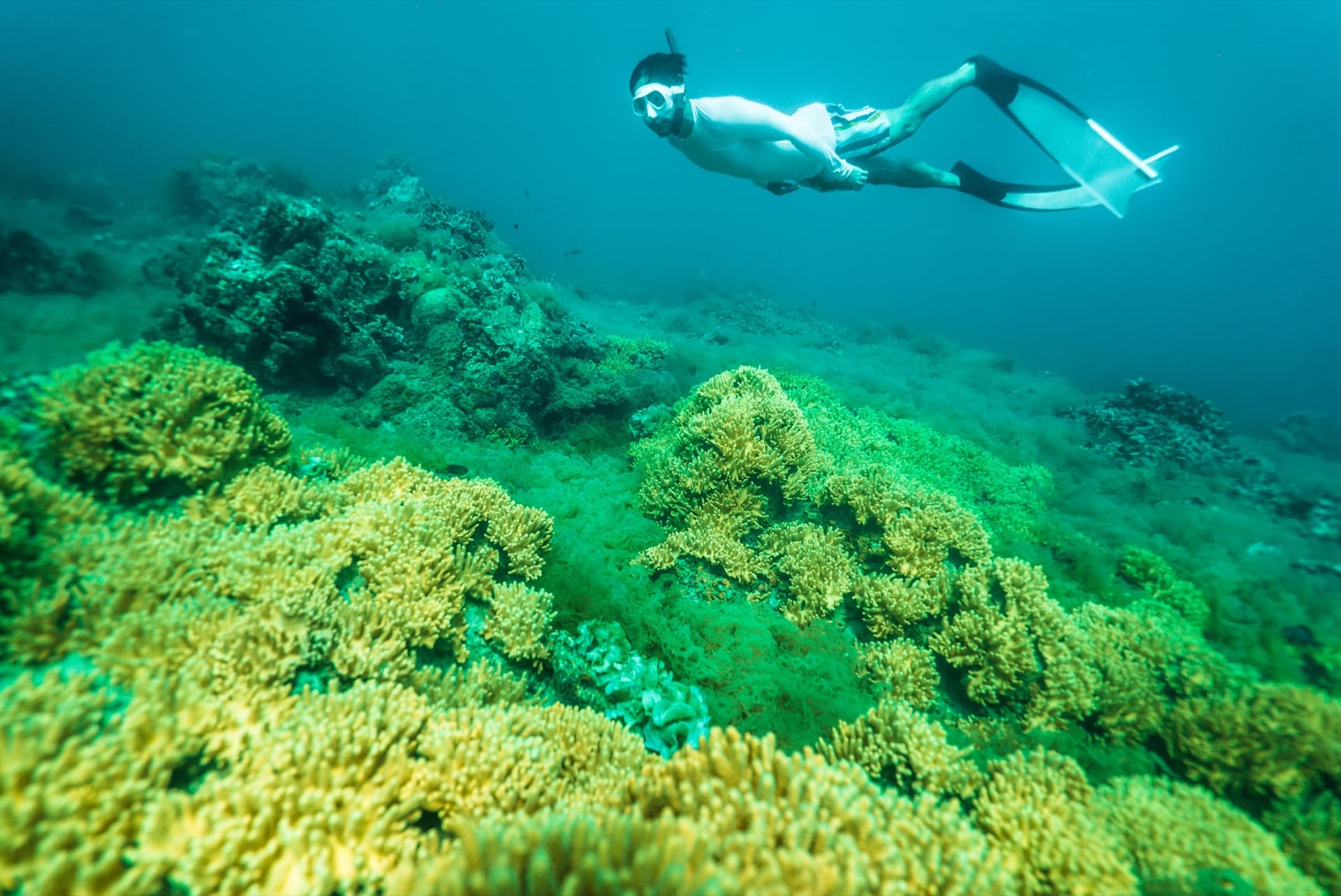 Lặn tự do (Freediving) tại đảo Phú Quý - hoạt động thú vị, hấp dẫn dành cho những ai đam mê khám phá đại dương